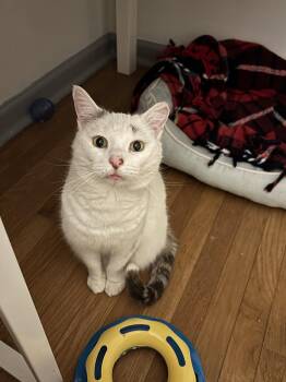 Rescue Domestic Short Hair Cats for Adoption in Warrington, Pennsylvania - Anna | PetCurious