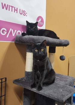 Pine -  Domestic Short Hair Cat for Adoption in Chicago, Illinois - Pine | PetCurious