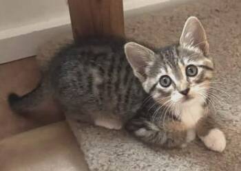 Ziggy -  Domestic Short Hair Cat for Adoption in Magnolia, Texas - Ziggy | PetCurious
