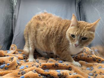 Domestic Short Hair Cats Available for Adoption in Grovetown, Georgia - ZIGGY | PetCurious