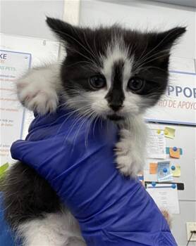 Domestic Short Hair Cats Available for Adoption in Dallas, Texas - STITCH | PetCurious