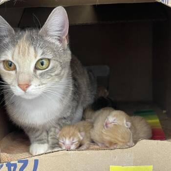 Sriracha 2026 -  Domestic Short Hair Cat for Adoption - Sriracha 2026 | PetCurious