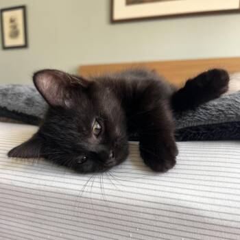 Cleo -  Domestic Short Hair Cat for Adoption in Fairfax Station, Virginia - Cleo | PetCurious