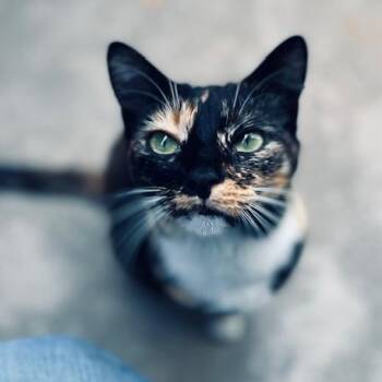 Rescue Calico Cats for Adoption - Kitty | PetCurious