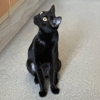 Domestic Short Hair Cats Available for Adoption in Concord, New Hampshire - Salem | PetCurious