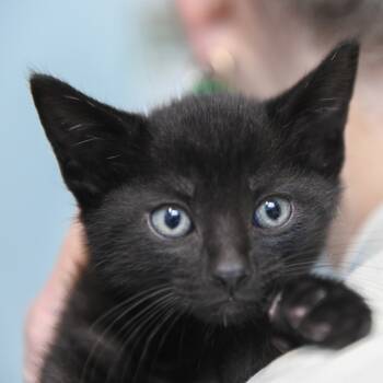 Rescue Domestic Short Hair Cats for Adoption in Redwood City, California - October | PetCurious