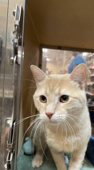 Glen -  Domestic Short Hair Cat for Adoption in Hammond, Indiana - Glen | PetCurious