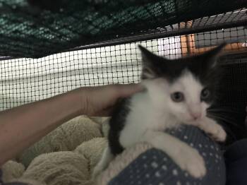 (Cesar 3) -  Domestic Short Hair Cat for Adoption in West Nyack, New York - (Cesar 3) | PetCurious