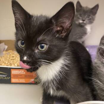 Sheldon -  Domestic Short Hair Cat for Adoption in Harrisonburg, Virginia - Sheldon | PetCurious