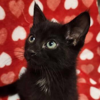 Domestic Short Hair Cats Available for Adoption in Brighton, Missouri - Caesar | PetCurious