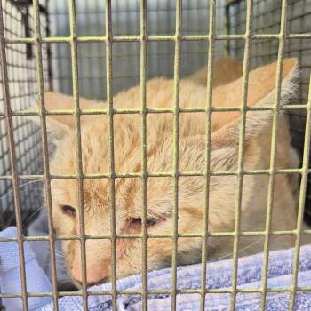 JACKJACK -  Domestic Medium Hair Cat for Adoption in San Antonio, Texas - JACKJACK | PetCurious