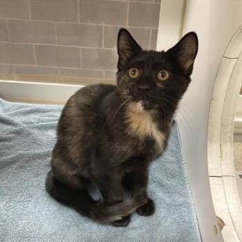 Appaloosa -  Domestic Short Hair Cat for Adoption in Cheyenne, Wyoming - Appaloosa | PetCurious