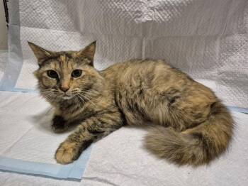 Domestic Medium Hair Cats Available for Adoption - Heaven | PetCurious