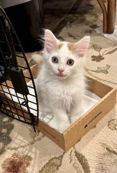 Oakley -  Domestic Long Hair Cat for Adoption in East Amherst, New York - Oakley | PetCurious