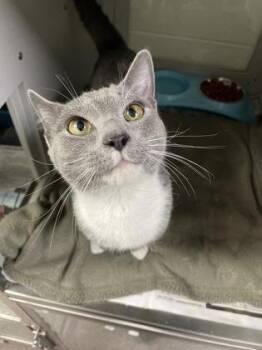 Domestic Short Hair Cats Available for Adoption in Louisburg, North Carolina - Frankie | PetCurious