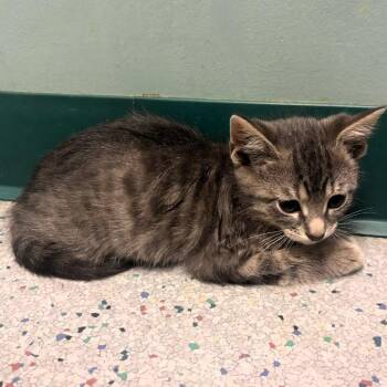 Popcorn -  Domestic Short Hair Cat for Adoption in Lenexa, Kansas - Popcorn | PetCurious