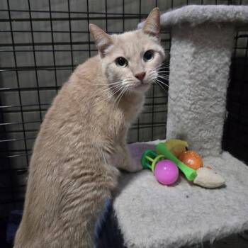 Calypso -  Domestic Short Hair Cat for Adoption in Sioux Falls, South Dakota - Calypso | PetCurious