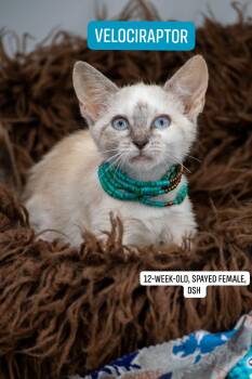 Velociraptor -  Domestic Short Hair Cat for Adoption in Sevierville, Tennessee - Velociraptor | PetCurious