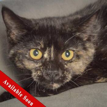 Bandit -  Tortoiseshell and Domestic Short Hair Cat for Adoption in Huntley, Illinois - Bandit | PetCurious