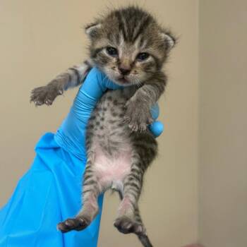 Alastor -  Domestic Short Hair Cat for Adoption in Birmingham, Alabama - Alastor | PetCurious