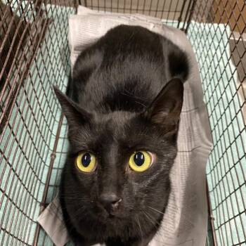 Rescue Domestic Short Hair Cats for Adoption in Modesto, California - A602526 | PetCurious