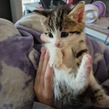 Alex -  Domestic Short Hair Cat for Adoption in Dekalb, Illinois - Alex | PetCurious