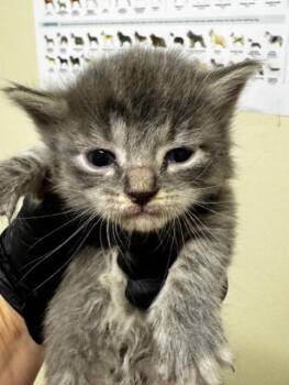 Domestic Short Hair Cats Available for Adoption in Fremont, California - A198128 | PetCurious