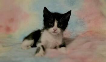 Domestic Short Hair Cats Available for Adoption in Pueblo, Colorado - FINTAN | PetCurious