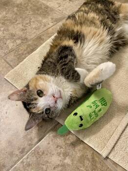 Alaska -  Domestic Short Hair Cat Available for Adoption in Philadelphia, Pennsylvania - Alaska | PetCurious