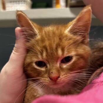 John Pork -  Domestic Short Hair Cat for Adoption in Chattanooga, Tennessee - John Pork | PetCurious