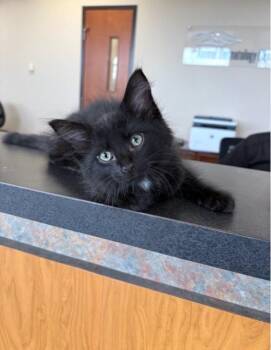 Mackerel -  Domestic Medium Hair Cat for Adoption in Indianapolis, Indiana - Mackerel | PetCurious