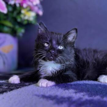 Domestic Medium Hair Cats Available for Adoption in Belleville, Illinois - Jersey | PetCurious
