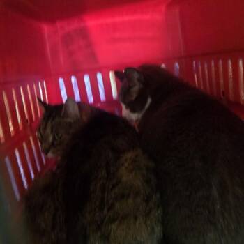 Domestic Short Hair Cats Available for Adoption - Birch | PetCurious