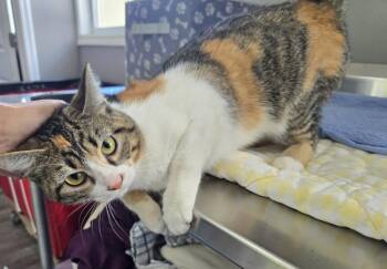 Toodles -  Calico Cat for Adoption in Dickson, Tennessee - Toodles | PetCurious