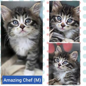 Chef -  Domestic Long Hair Cat for Adoption in Beaverton, Oregon - Chef | PetCurious