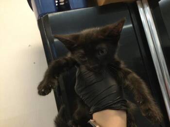 A1918116 -  Domestic Short Hair Cat for Adoption in Thousand Palms, California - A1918116 | PetCurious