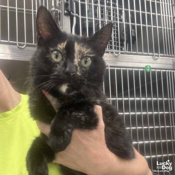 Domestic Short Hair Cats Available for Adoption in Washington, District Of Columbia - Mallory | PetCurious