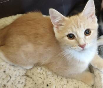 Savannah -  Domestic Short Hair Cat for Adoption in North Babylon, New York - Savannah | PetCurious