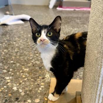 Gwen -  Domestic Short Hair Cat for Adoption in Louisville, Kentucky - Gwen | PetCurious