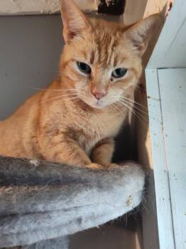 Felicity -  Domestic Short Hair Cat for Adoption in Cromwell, Kentucky - Felicity | PetCurious