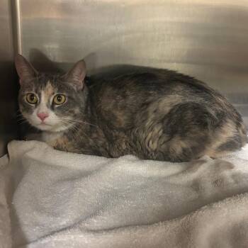 Phasma -  Domestic Short Hair Cat for Adoption in Ottawa, Kansas - Phasma | PetCurious