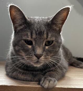 Rescue Domestic Short Hair Cats for Adoption in Sault Ste. Marie, Michigan - Tater | PetCurious