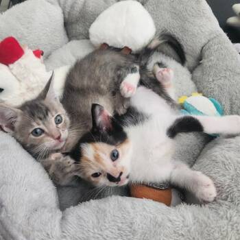 TAMERA -  Domestic Short Hair Cat for Adoption in San Antonio, Texas - TAMERA | PetCurious