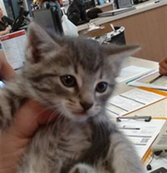 PIGEON -  Domestic Short Hair Cat for Adoption in Louisville, Kentucky - PIGEON | PetCurious