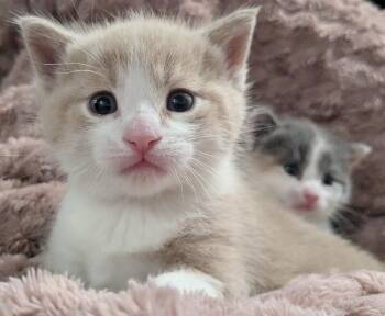 Domestic Short Hair Cats Available for Adoption in Grand Rapids, Michigan - Yam | PetCurious