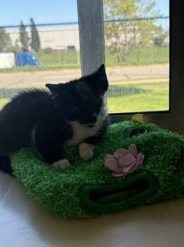 Mario -  Domestic Short Hair Cat for Adoption in Westland, Michigan - Mario | PetCurious