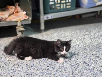 Lainey Wilson -  Domestic Medium Hair Cat for Adoption in Mishawaka, Indiana - Lainey Wilson | PetCurious