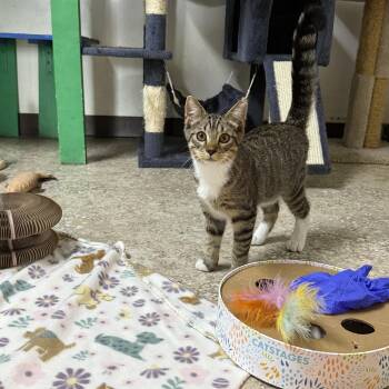 Otis -  Domestic Short Hair Cat for Adoption in Hendersonville, Tennessee - Otis | PetCurious