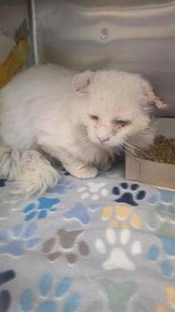 Domestic Long Hair Cats Available for Adoption in El Paso, Texas - 60934546 | PetCurious