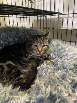 Domestic Short Hair Cats Available for Adoption - Locket | PetCurious